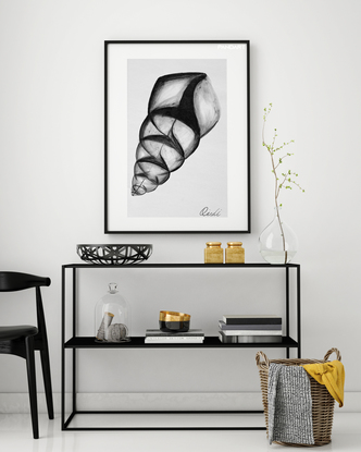 (CreativeWork) Big Shell Wall Art | Shell Wall Art | Paper Art Print | Seashell Print | Nautical Decor | Black And White Print Art | Bedroom Wall Decor  -  A3 - 29.7 x 42.0 cm (11.69 x 16.53 inch) by Ying Yang. Reproduction Print. Shop online at Bluethumb.