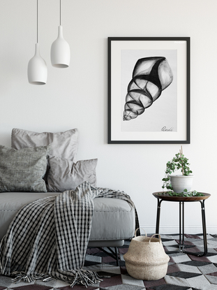 (CreativeWork) Big Shell Wall Art | Shell Wall Art | Paper Art Print | Seashell Print | Nautical Decor | Black And White Print Art | Bedroom Wall Decor  -  A3 - 29.7 x 42.0 cm (11.69 x 16.53 inch) by Ying Yang. Reproduction Print. Shop online at Bluethumb.