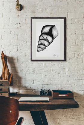 (CreativeWork) Big Shell Wall Art | Shell Wall Art | Paper Art Print | Seashell Print | Nautical Decor | Black And White Print Art | Bedroom Wall Decor  -  A3 - 29.7 x 42.0 cm (11.69 x 16.53 inch) by Ying Yang. Reproduction Print. Shop online at Bluethumb.